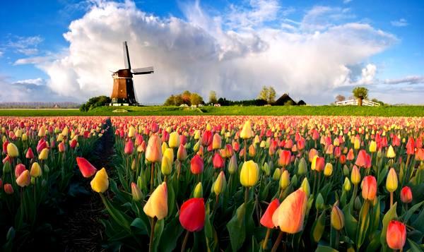 Фото:  Нидерланды 