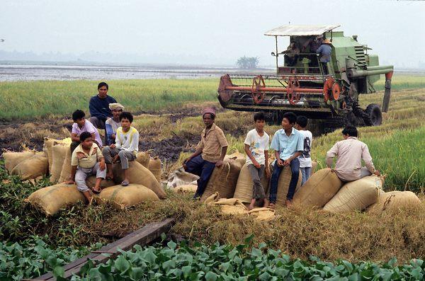 Фото:   Бизнес-рай для крестьян. Малайзия 