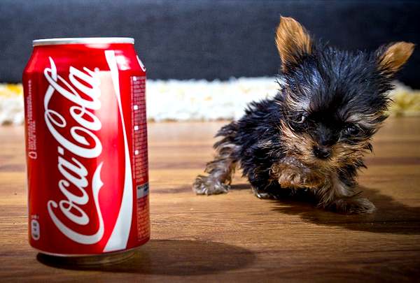 Фото Самый маленький щенк в мире